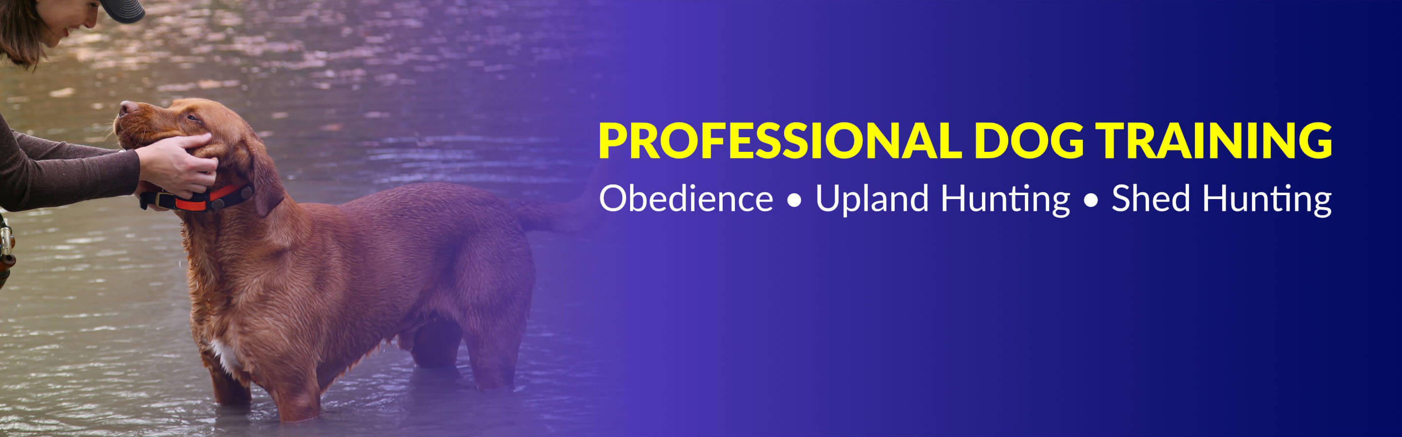 Professional Dog Training