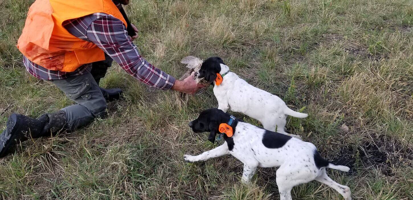 Dog Training
