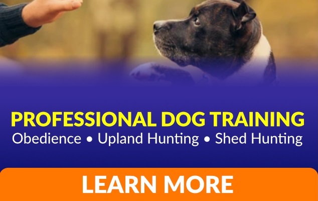 Dog Trainer